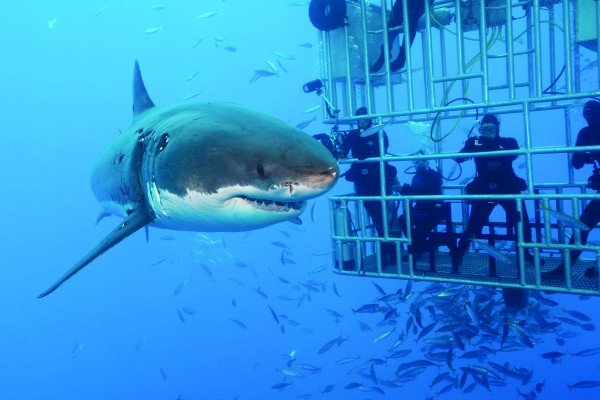 Great White Shark Cage Diving, Carcharodon carcharias, Guadalupe Island, Mexico