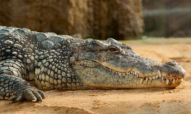 nile-crocodile-245013_640