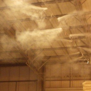 East Golds roof fog