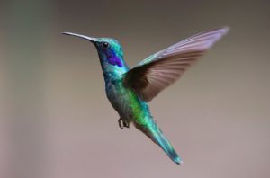 hummingbird