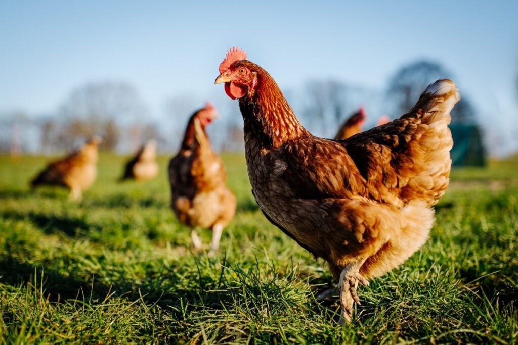 In this article Figen Ersezer informs businesses on how to best protect workers against Avian Influenza, with poultry farm workers being at high risk.