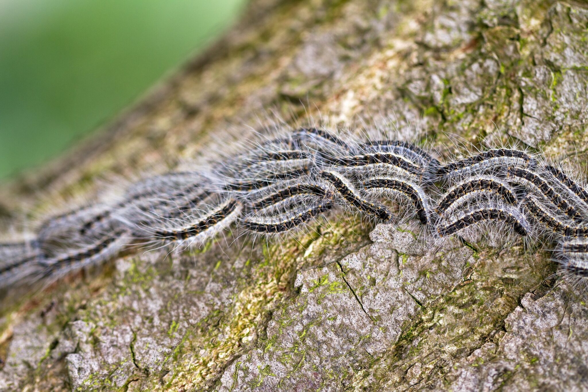 Oak Processionary Moths How To Protect Workers During Spring And   IStock 480370731 2048x1366 