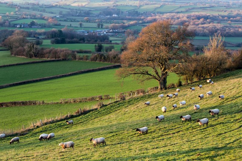 Farmer fined after dog walker thrown 8ft into the air and trampled by cow